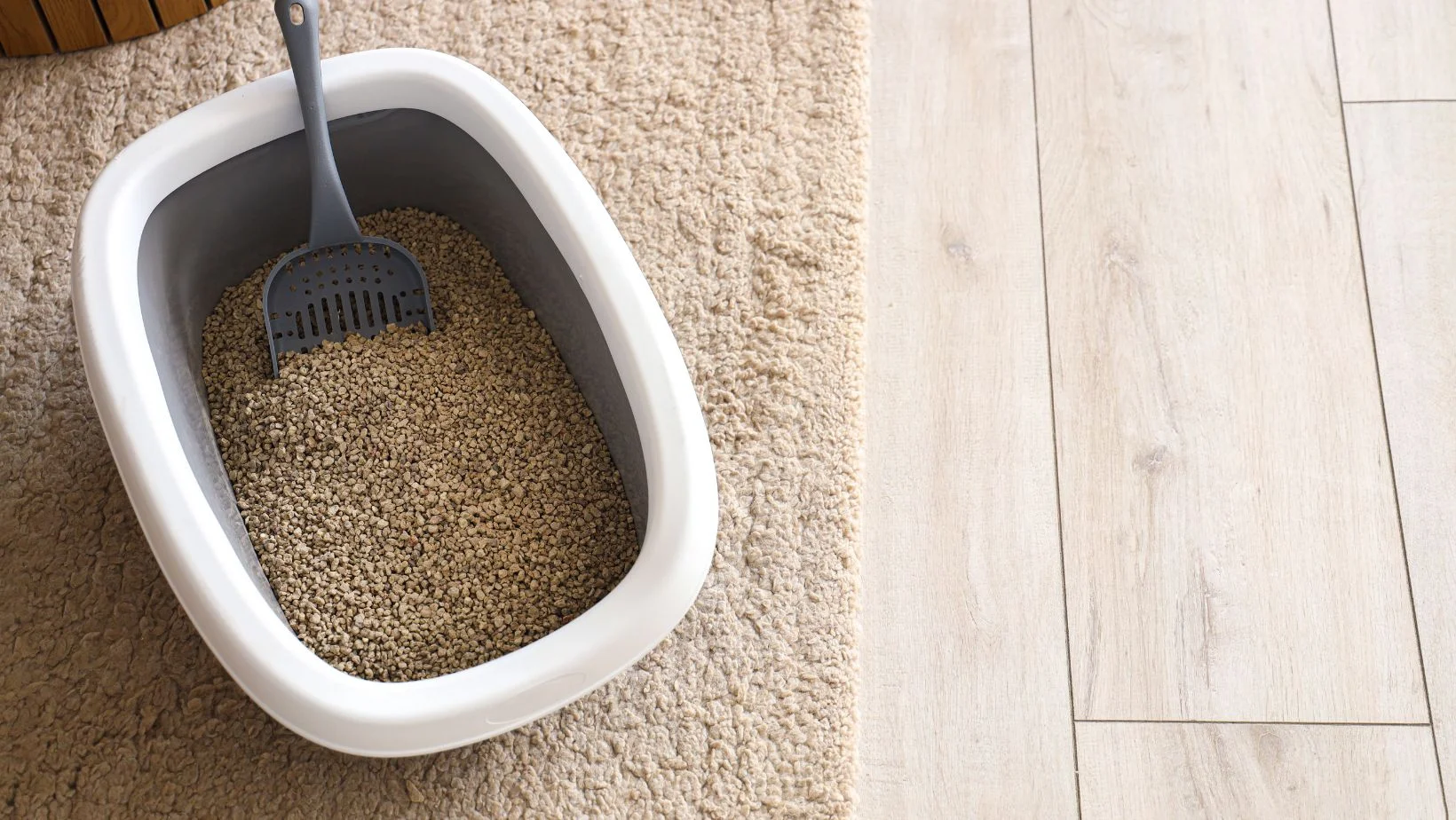 A cat's litter box on the floor