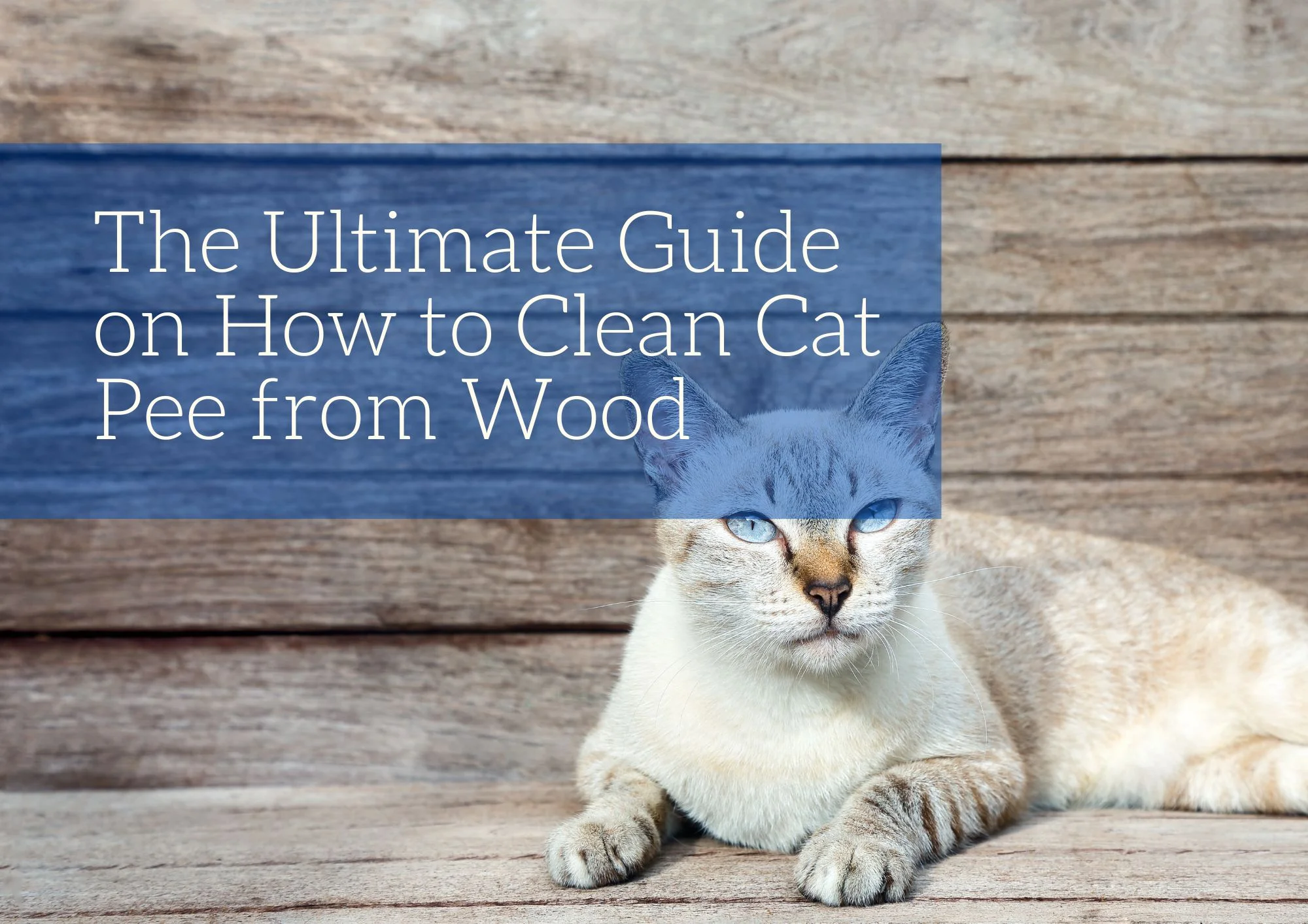 The Ultimate Guide on How to Clean Cat Pee from Wood Old World Timber