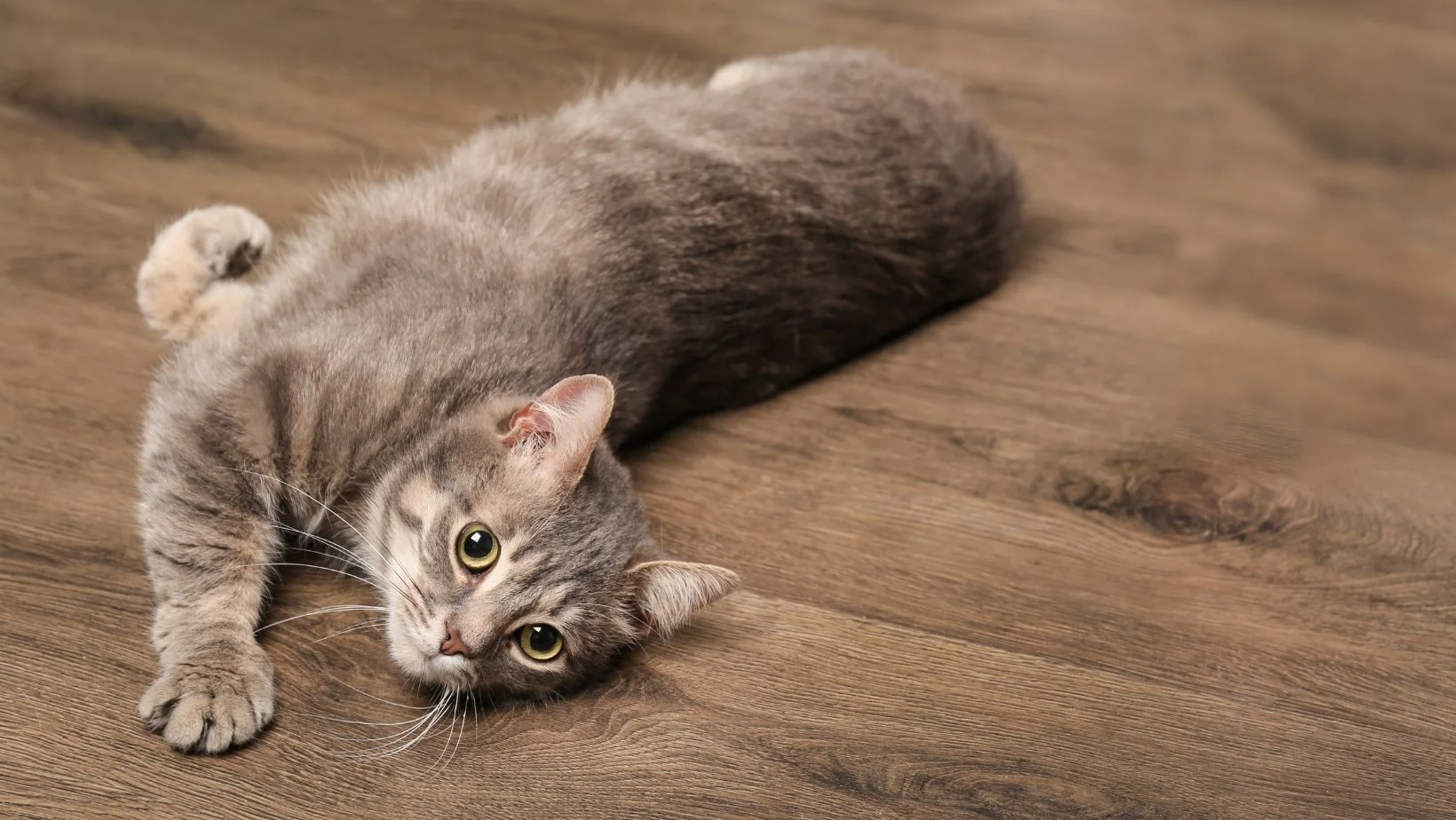 cat laying on hardwood floor