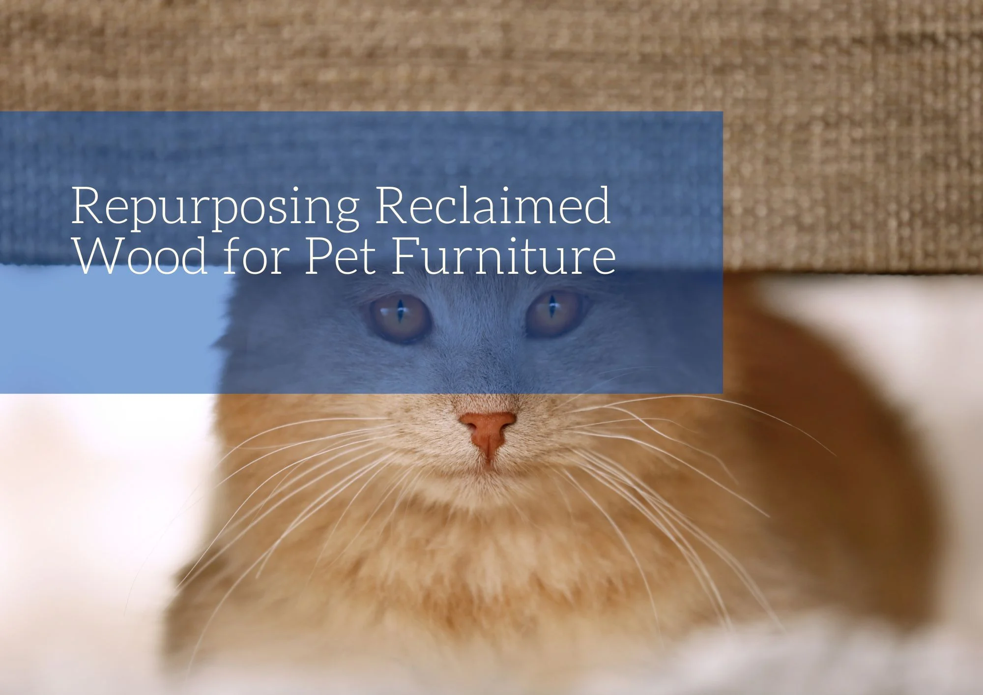 Repurposing Reclaimed Wood for Pet Furniture