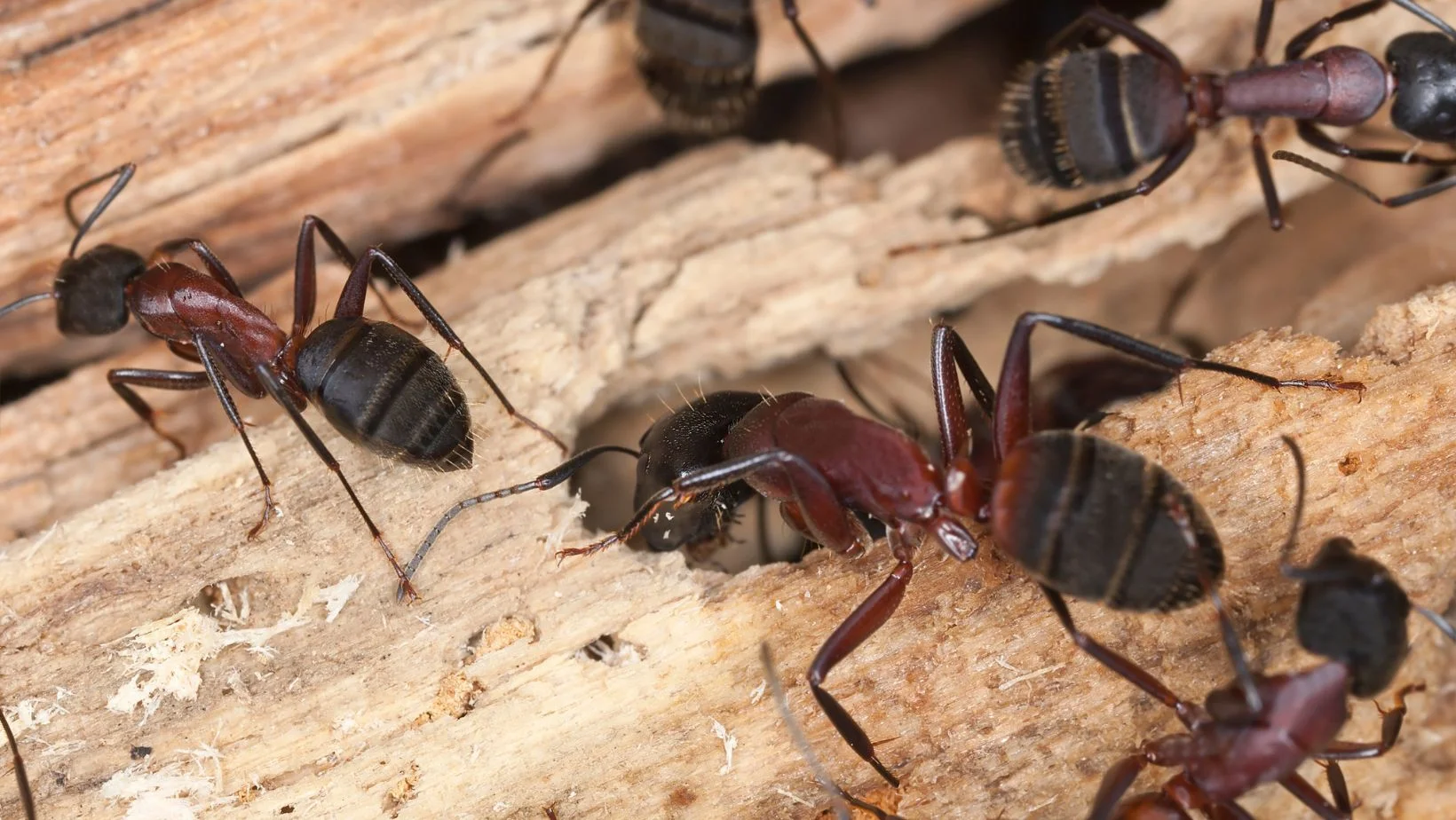 carpenter ants