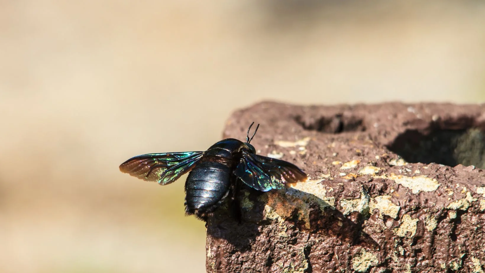 carpenter bee