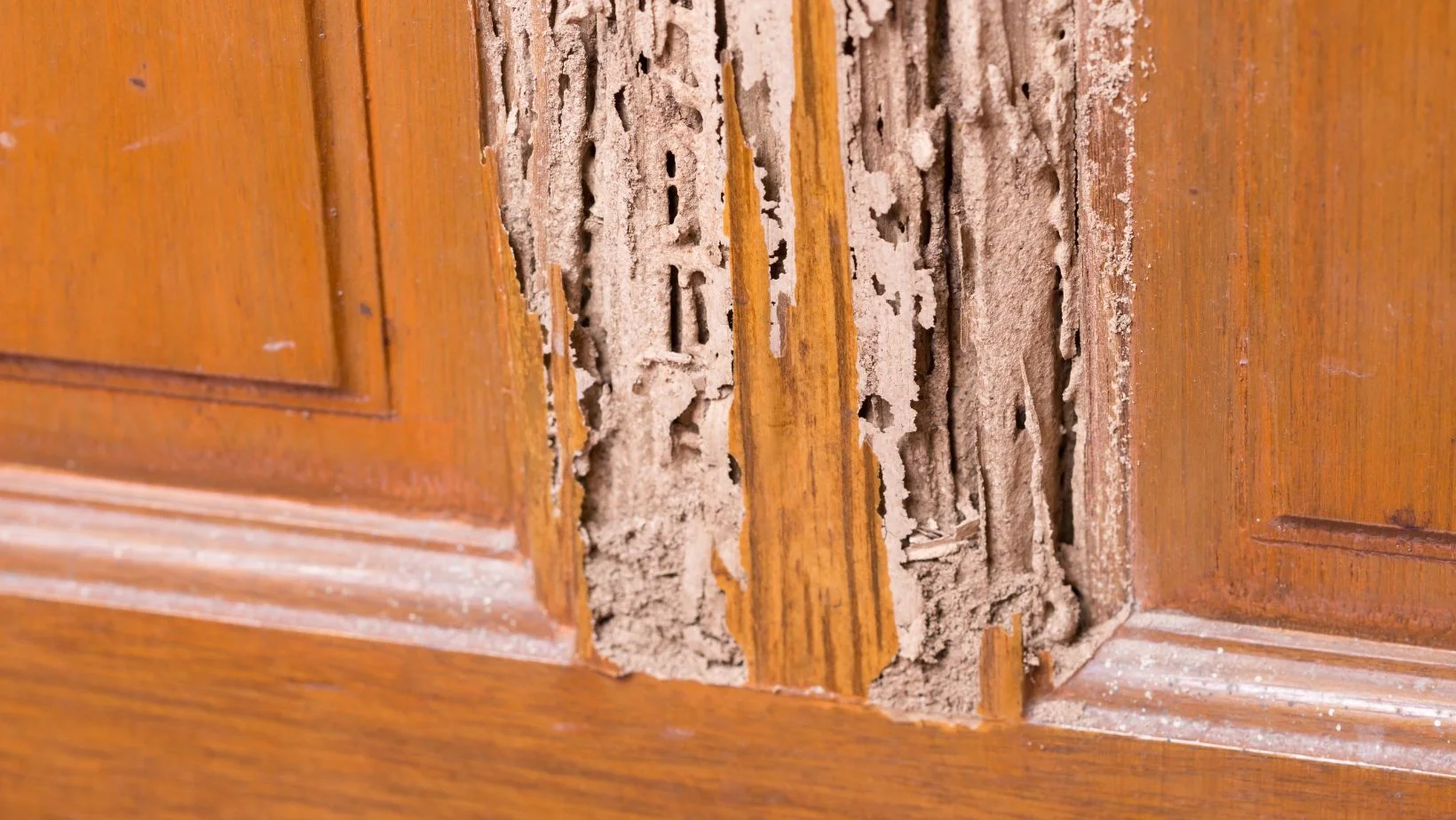 wooden door with termite damage