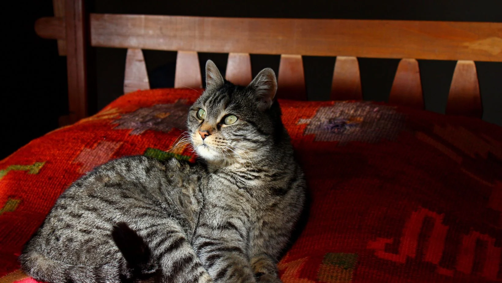 cat sitting on a bed