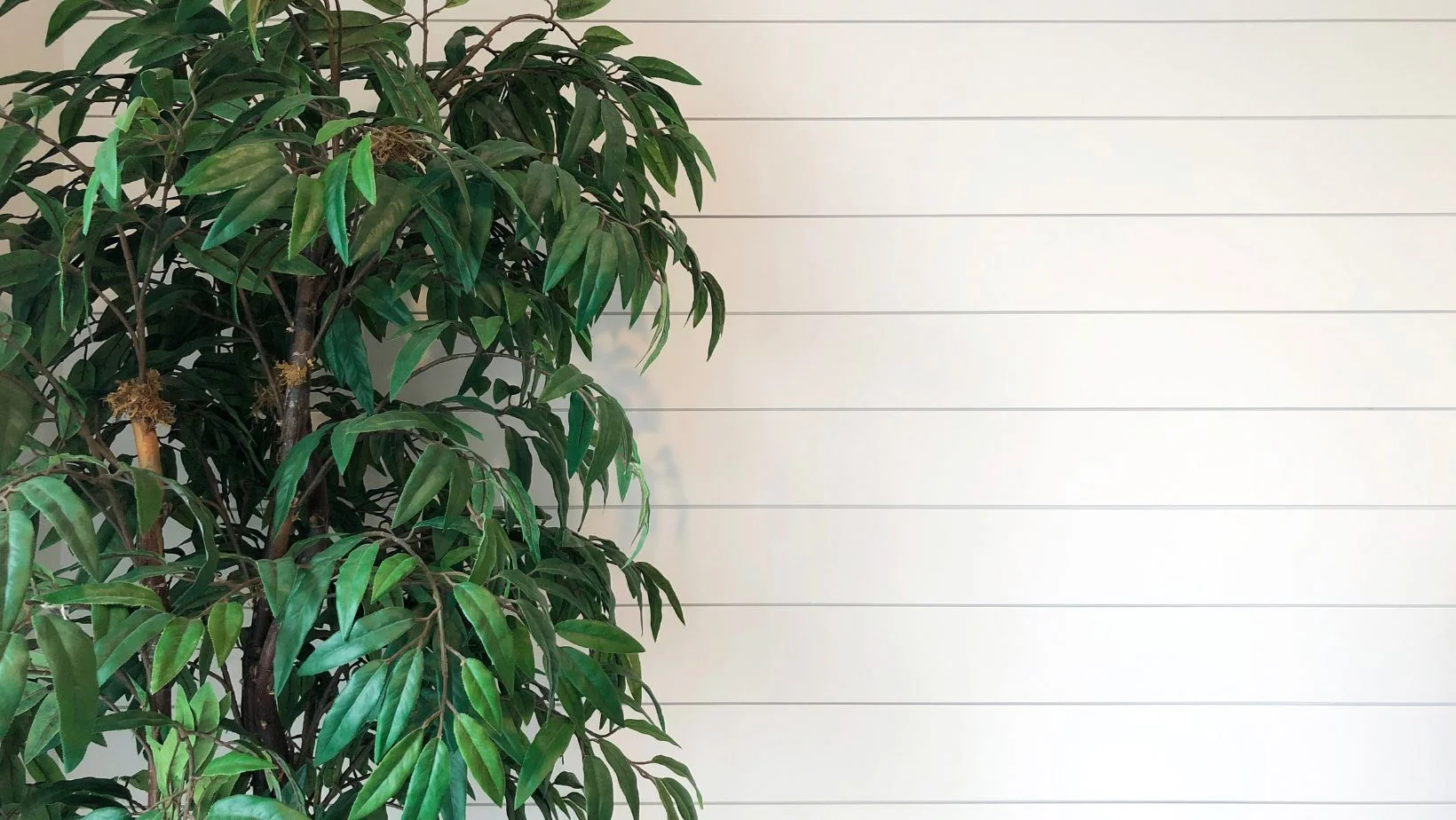 white shiplap wall